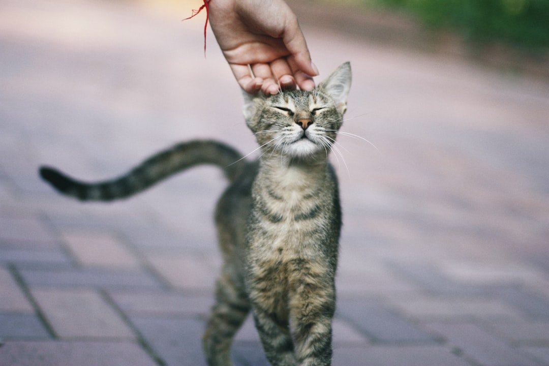 10 Cats That Will Greet You Like You've Been Gone for Years