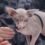 12 Cat Breeds That Hate Being Left Alone (And Wreck Your Home for It)