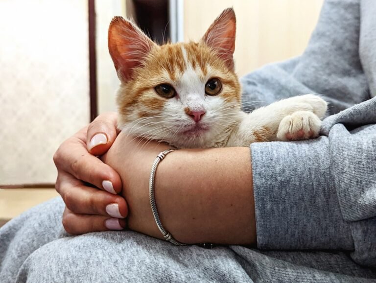 10 Ways Cats Sense Your Emotions Before You Do