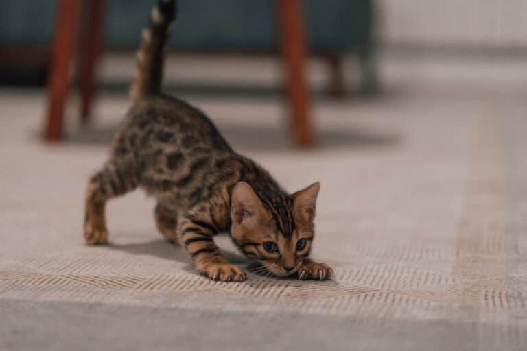 10 Cat Breed Kittens That Act Like They're Powered by Rocket Fuel
