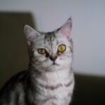 8 Mystical Cat Behaviors That Still Puzzle Scientists