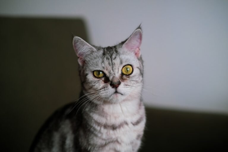 8 Mystical Cat Behaviors That Still Puzzle Scientists