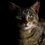 Why Cats Stare at Nothing - And What They Might Be Seeing