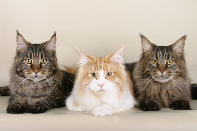 The Gentle Side of Maine Coons Most People Don't Talk About