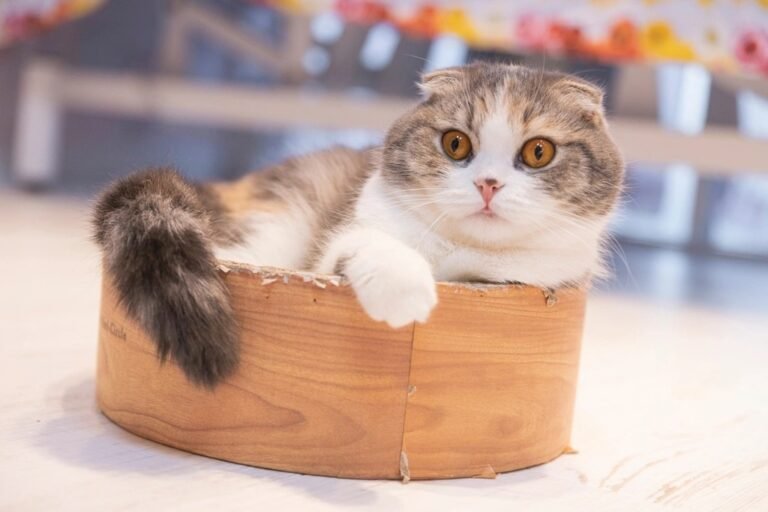 The Gentle Mischief of Scottish Folds - Why They're Hard to Resist