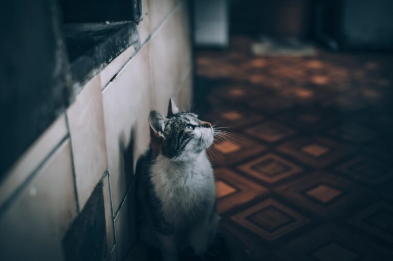 10 Emotional Triggers That Make Cats Seek Comfort From You