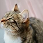 7 Emotional Lessons Cats Teach Us About Patience