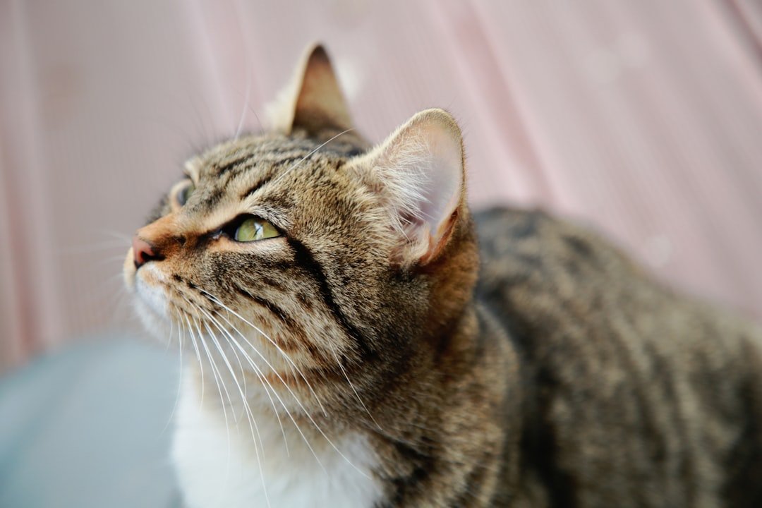 7 Emotional Lessons Cats Teach Us About Patience