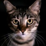 7 Times Cats Proved They're Spiritually Aware