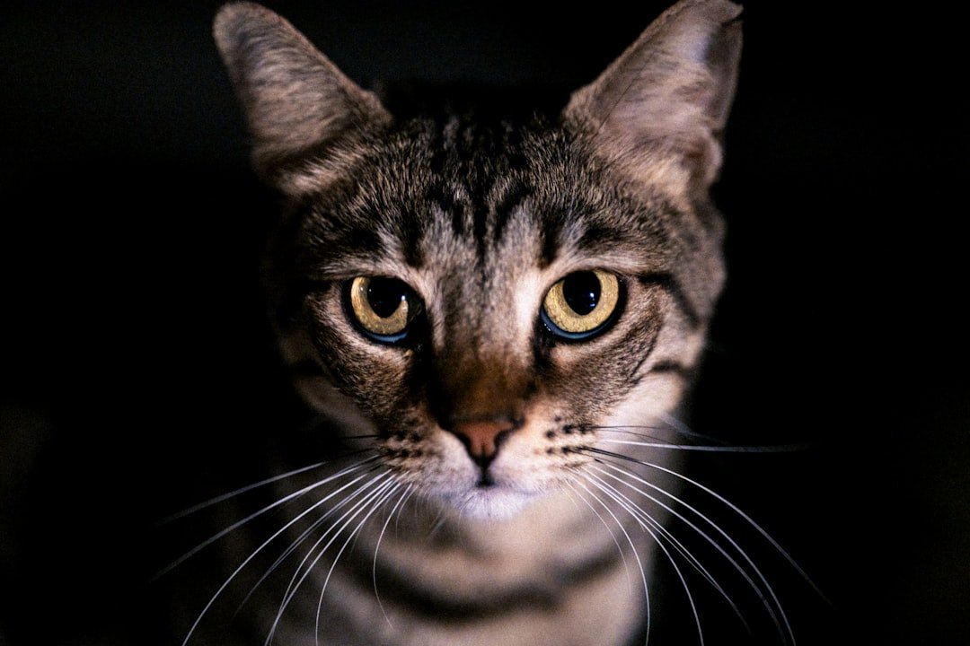 7 Times Cats Proved They're Spiritually Aware