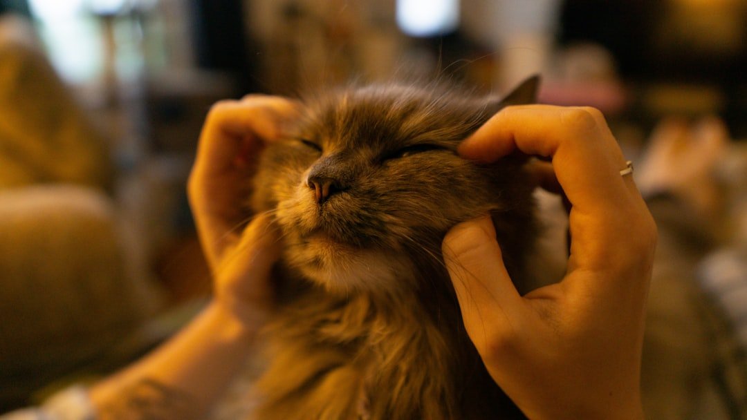 The Hidden Link Between Cat Purring and Human Healing