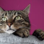 Why Leo Owners End Up With the Most Dramatic Cats