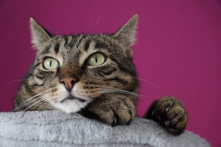 Why Leo Owners End Up With the Most Dramatic Cats