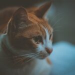 7 Emotional Lessons Cats Teach Us About Grief and Letting Go