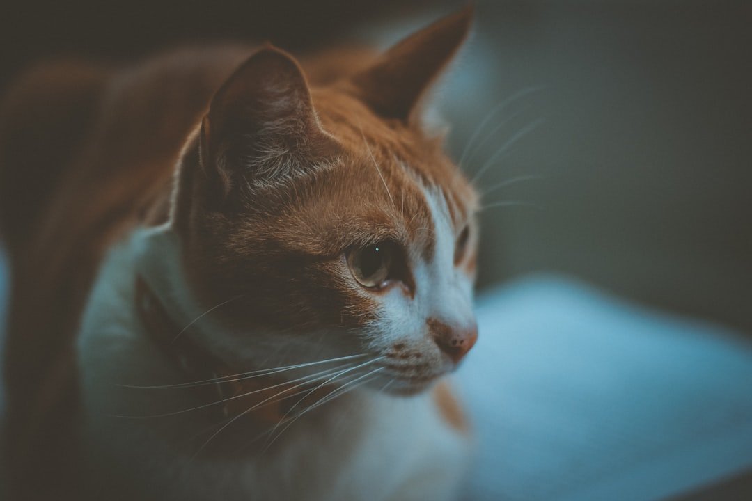 7 Emotional Lessons Cats Teach Us About Grief and Letting Go
