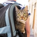 Which Zodiac Signs Cats See as Their "Soul Mirrors"