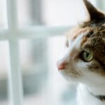 8 Heartwarming Beliefs About Where Cats Go After the Rainbow Bridge