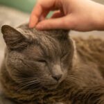 10 Things That Instantly Calm a Stressed Cat