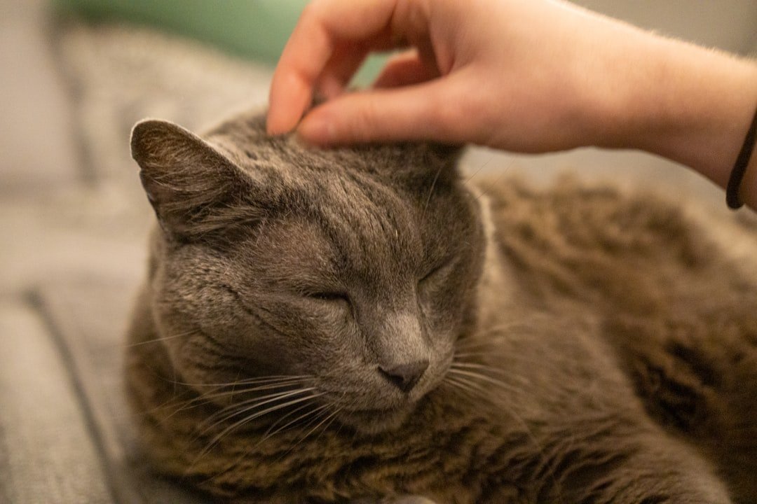 10 Things That Instantly Calm a Stressed Cat
