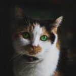 10 Spiritual Messages Cats Deliver Without Words