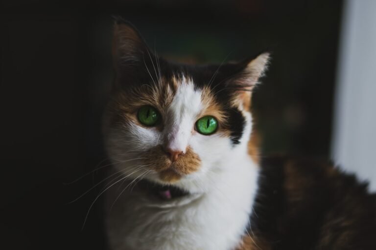 10 Spiritual Messages Cats Deliver Without Words