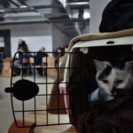 Why Airlines Are Changing Policies on Flying with Cats