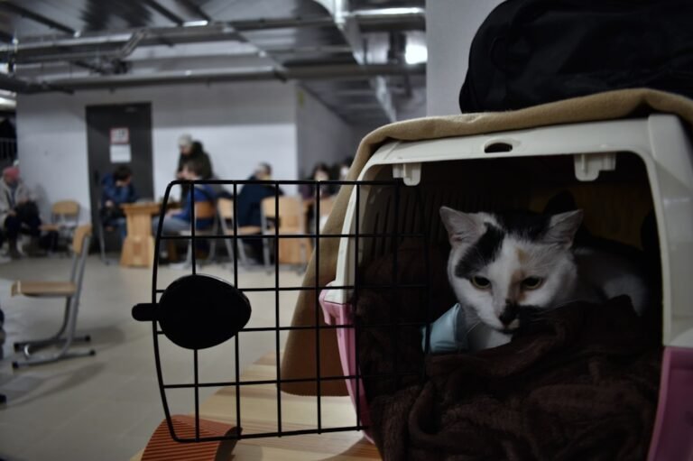 Why Airlines Are Changing Policies on Flying with Cats