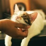 Why Cats Purr Differently Around Different People