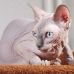 6 Things You Didn't Know About the Sphynx's Emotional Side