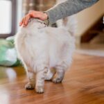 10 Gentle Routines That Make Nervous Cats Feel Safe