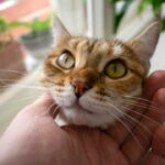 8 Small Acts That Rebuild Trust After You Scare Your Cat