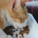 10 Ways to Relieve Digestive Discomfort in Cats