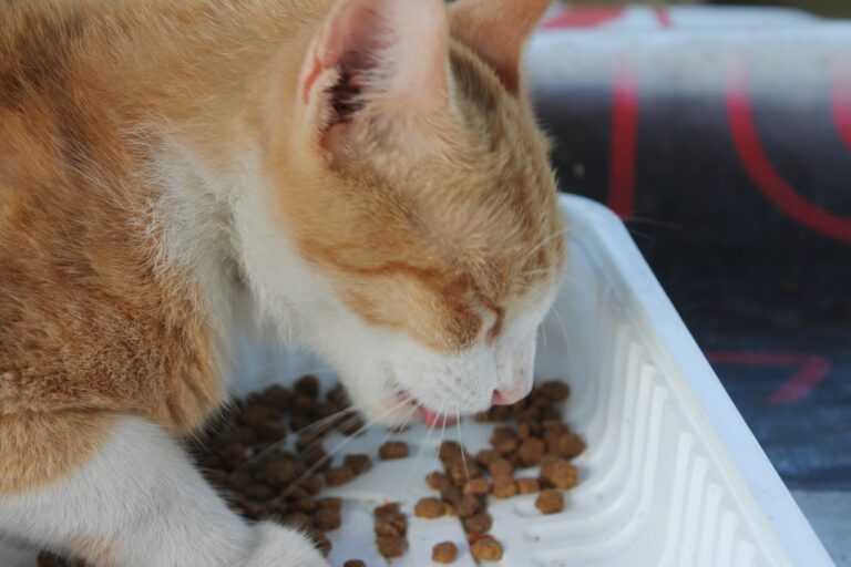 10 Ways to Relieve Digestive Discomfort in Cats