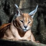 Which Wild Cat Are You Based On Your Zodiac Sign