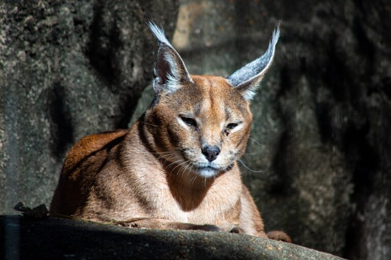 Which Wild Cat Are You Based On Your Zodiac Sign