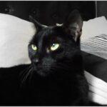 Which Cat Breed Are You According To Your Zodiac Sign