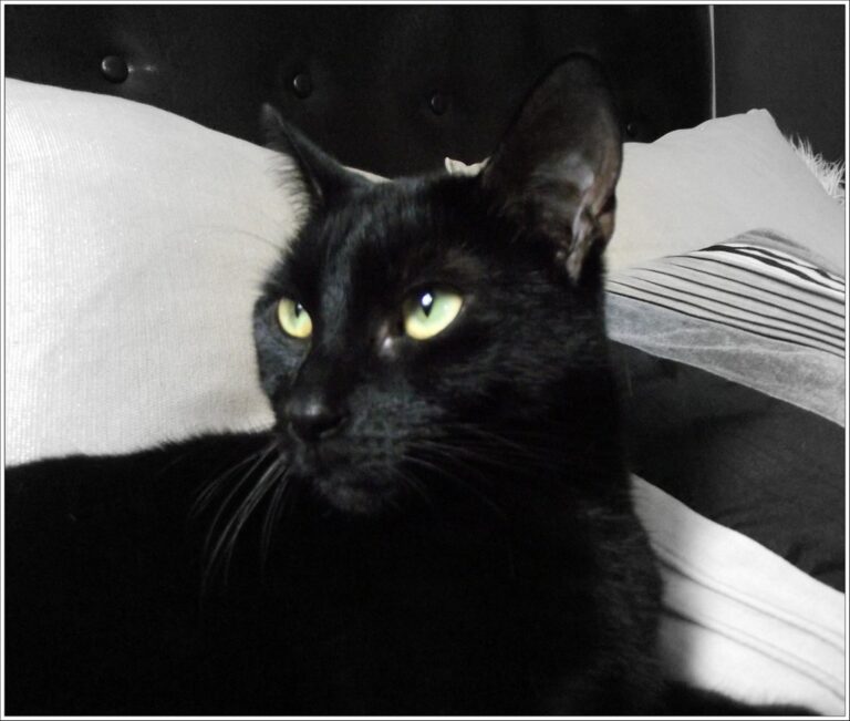 Which Cat Breed Are You According To Your Zodiac Sign