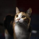 5 Quiet Pleas Your Cat Makes for Attention