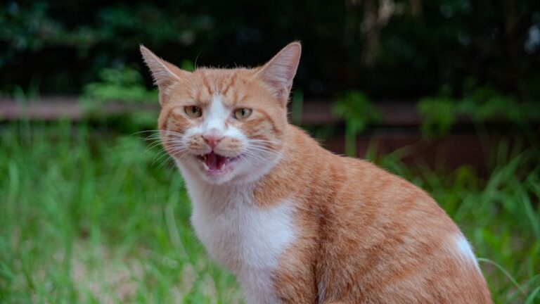 The Real Reason Cats Meow Back When You Talk to Them