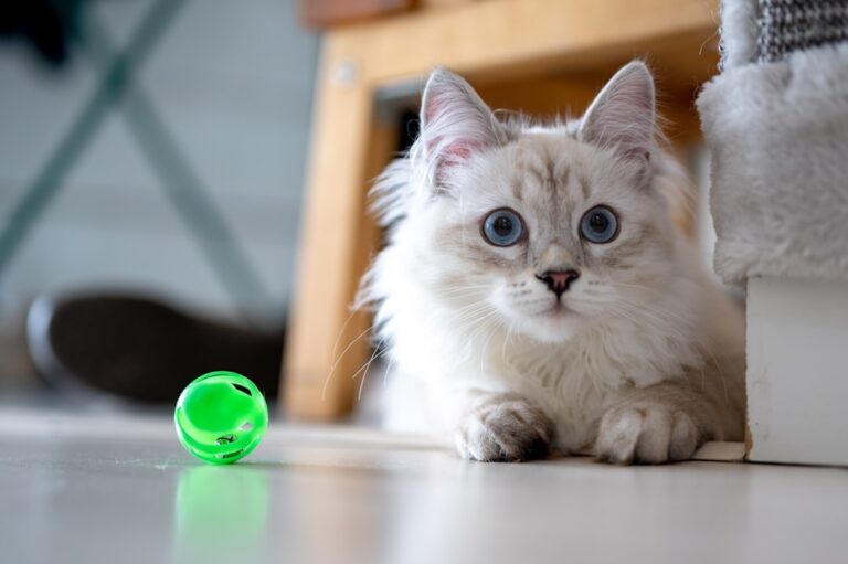What It Means When Your Cat Brings You "Gifts" (and It's Not What You Think)
