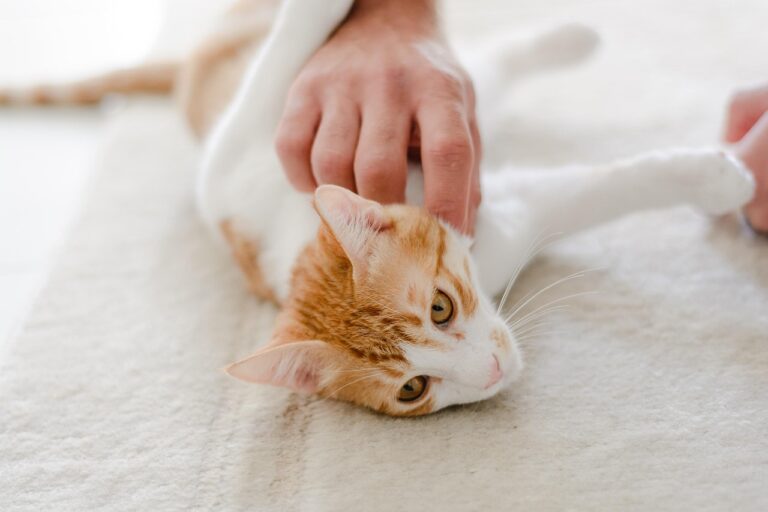 10 Hidden Signs Your Cat Thinks You're Family