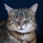 Why Cats Blink Slowly - The Secret Language of Feline Love
