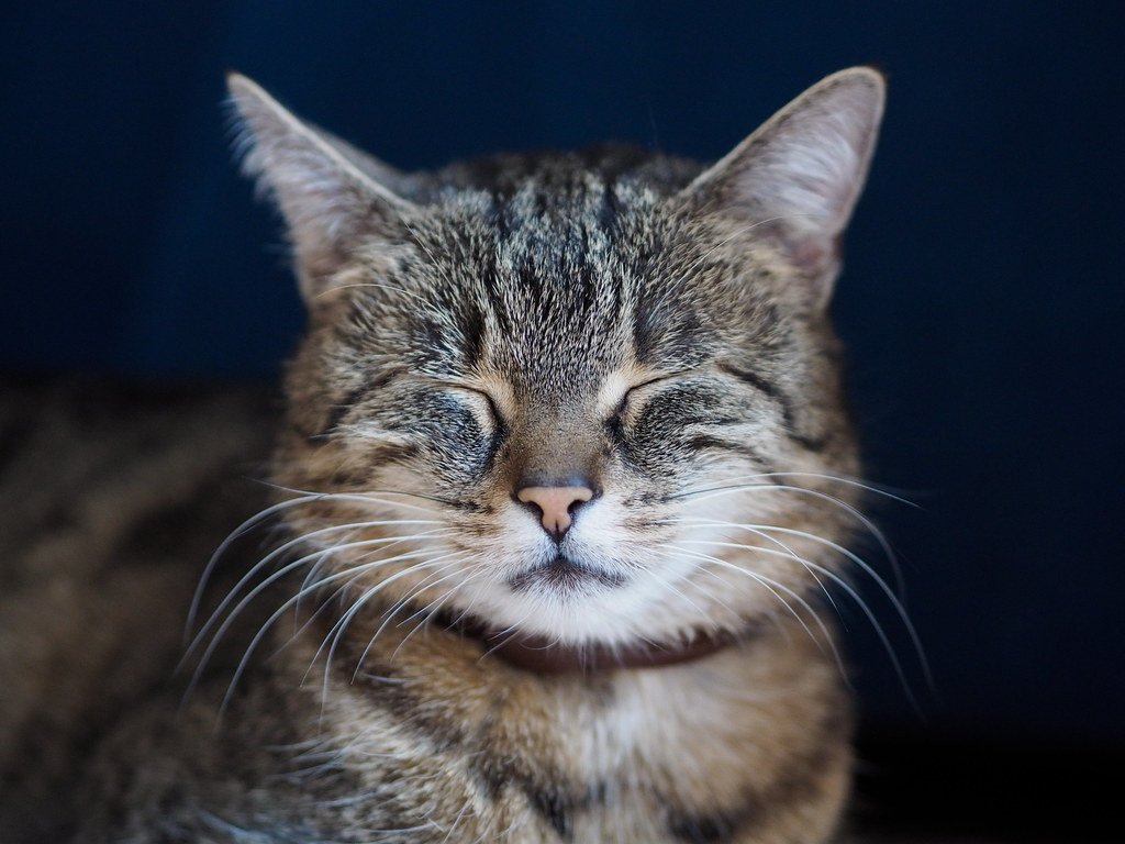 Why Cats Blink Slowly - The Secret Language of Feline Love