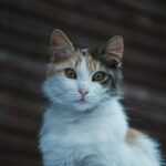 The Spiritual Meaning Behind Cats Appearing in Your Dreams