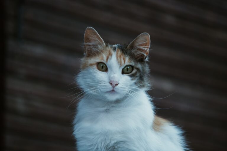 The Spiritual Meaning Behind Cats Appearing in Your Dreams