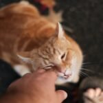 Why Cats Choose One Favorite Person - It's Deeper Than Affection