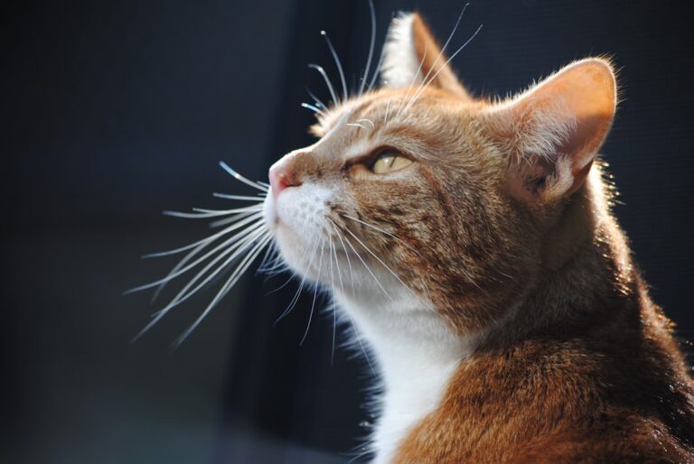 9 Emotional Lessons Cats Teach Us About Letting Go