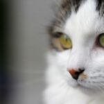 How Cats Sense When You're Sick - Explained by Science