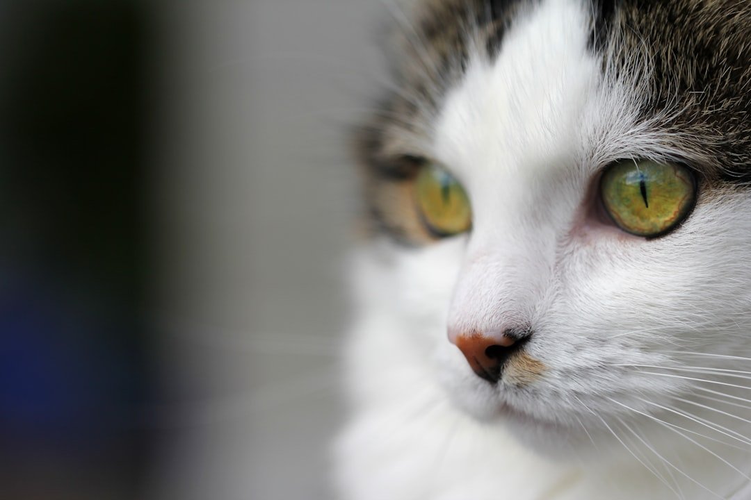 How Cats Sense When You're Sick - Explained by Science