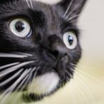 The Hidden Reason Cats Watch You Sleep